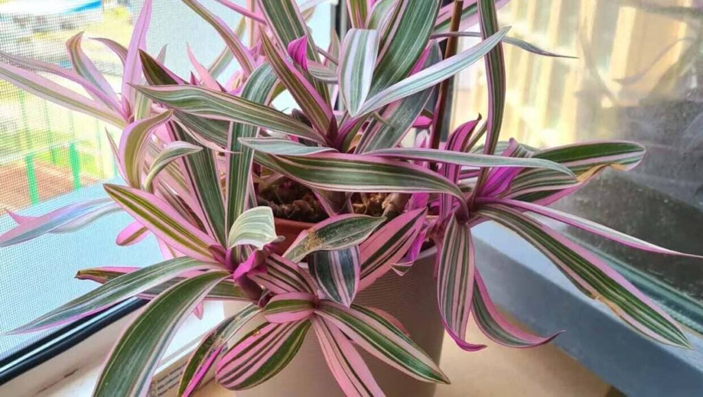 Sol ou sombra? Saiba o que o abacaxi-roxo precisa para crescer bonito e saudável