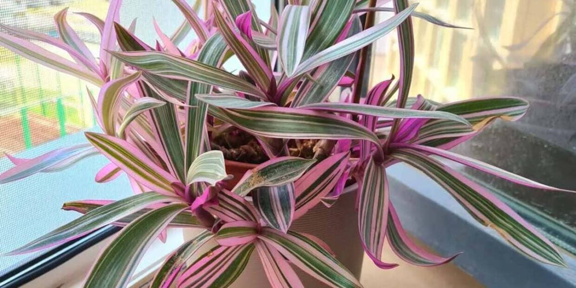 Imagem: njoy_myplants