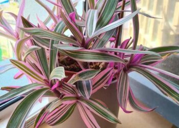 Imagem: njoy_myplants