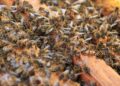 Abelhas em alerta: como evitar ataques durante os meses mais quentes