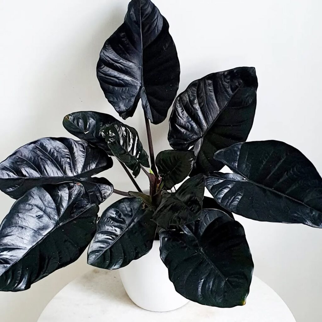 6 Plantas negras que são elegantes e transformam qualquer paisagismo