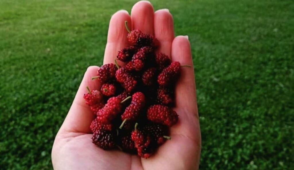 Amoras, pitangas e ameixas no meio da cidade: a doce temporada dos pomares urbanos de Curitiba