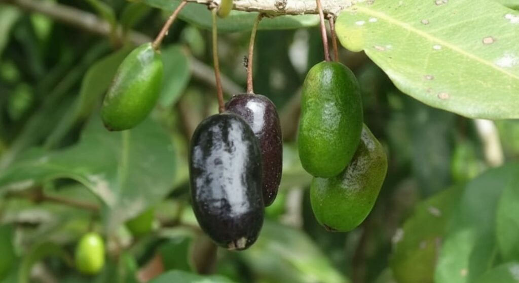 Aperta-cu: a frutinha brasileira que resiste ao frio e encanta no quintal