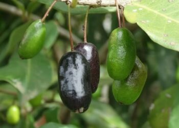 Aperta-cu: a frutinha brasileira que resiste ao frio e encanta no quintal