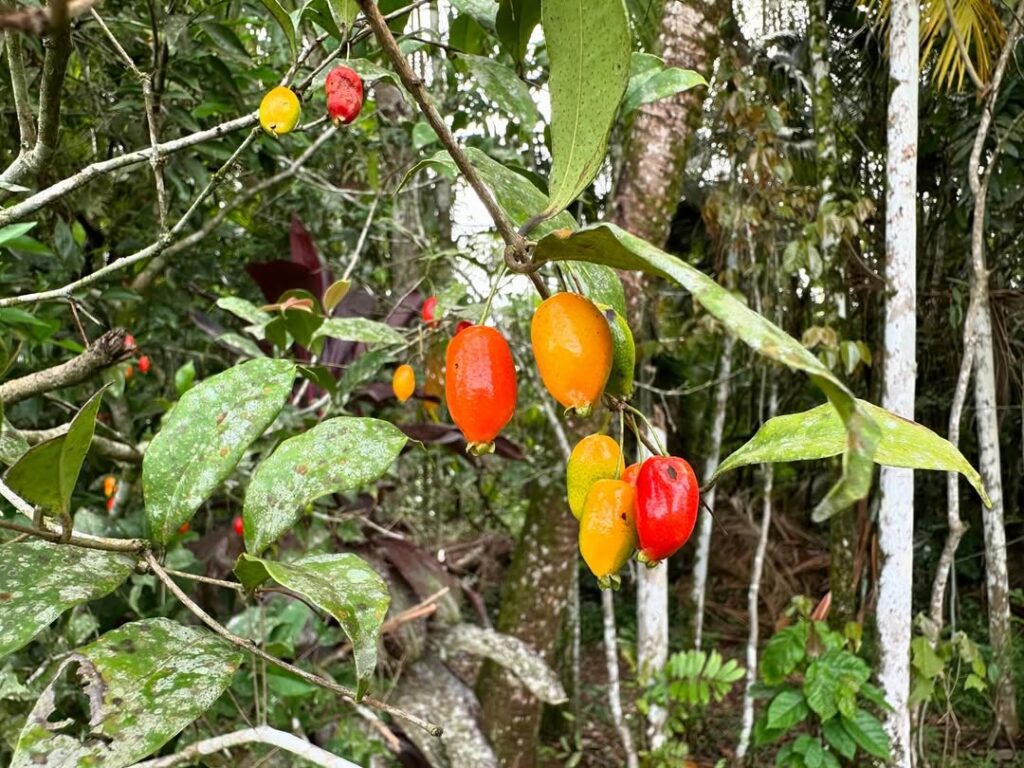 Aperta-cu: a frutinha brasileira que resiste ao frio e encanta no quintal