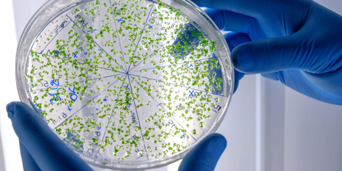 Ciência jovem e bioplástico: soluções brasileiras contra a poluição dos mares