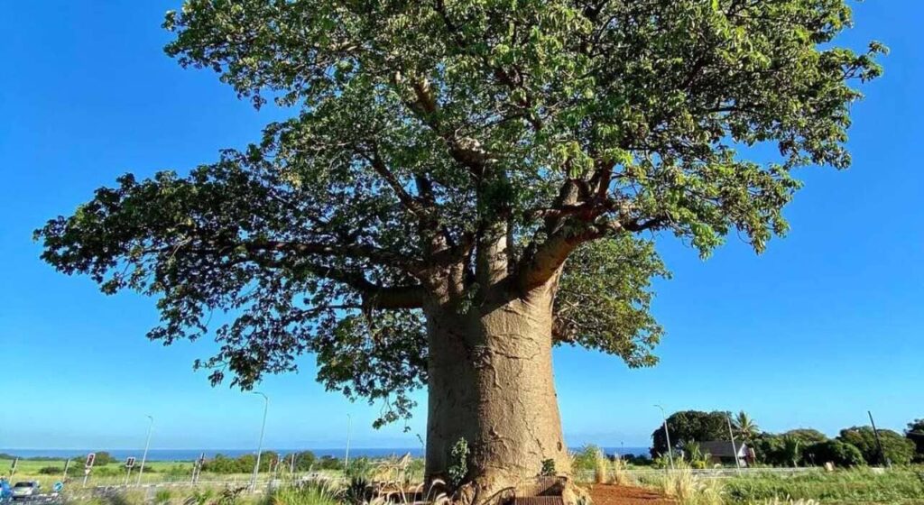 Baobá: história, nutrição e sabor de um superalimento africano