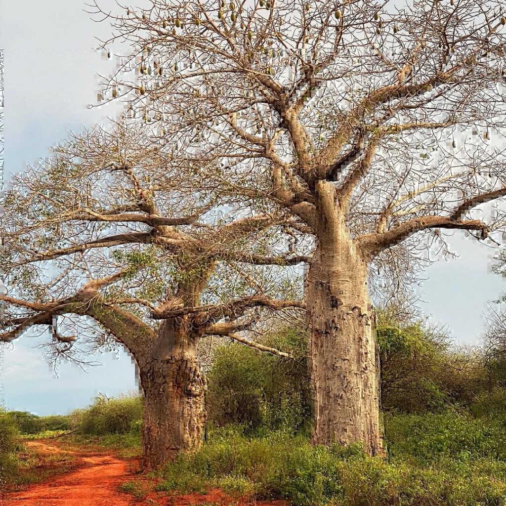 Baobá: história, nutrição e sabor de um superalimento africano