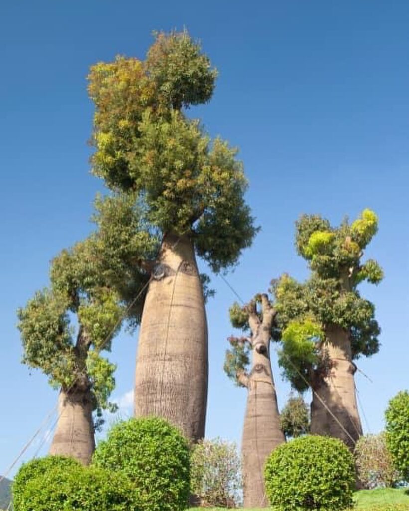 Baobá: história, nutrição e sabor de um superalimento africano