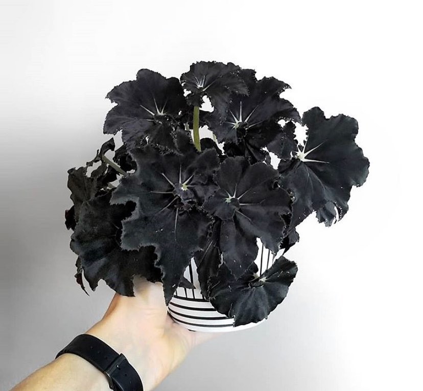 6 Plantas negras que são elegantes e transformam qualquer paisagismo