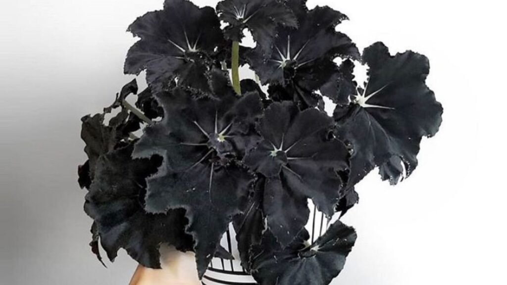 Begônia ‘Dark Mambo’: a planta de sombra que esbanja sofisticação com suas folhas quase negras