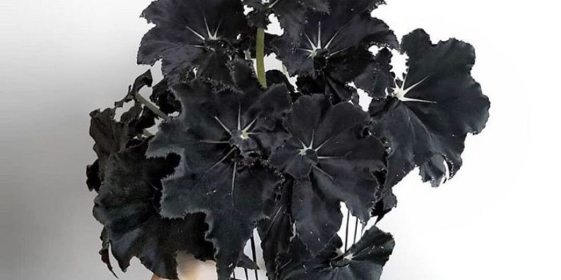 Imagem: room.for.plants