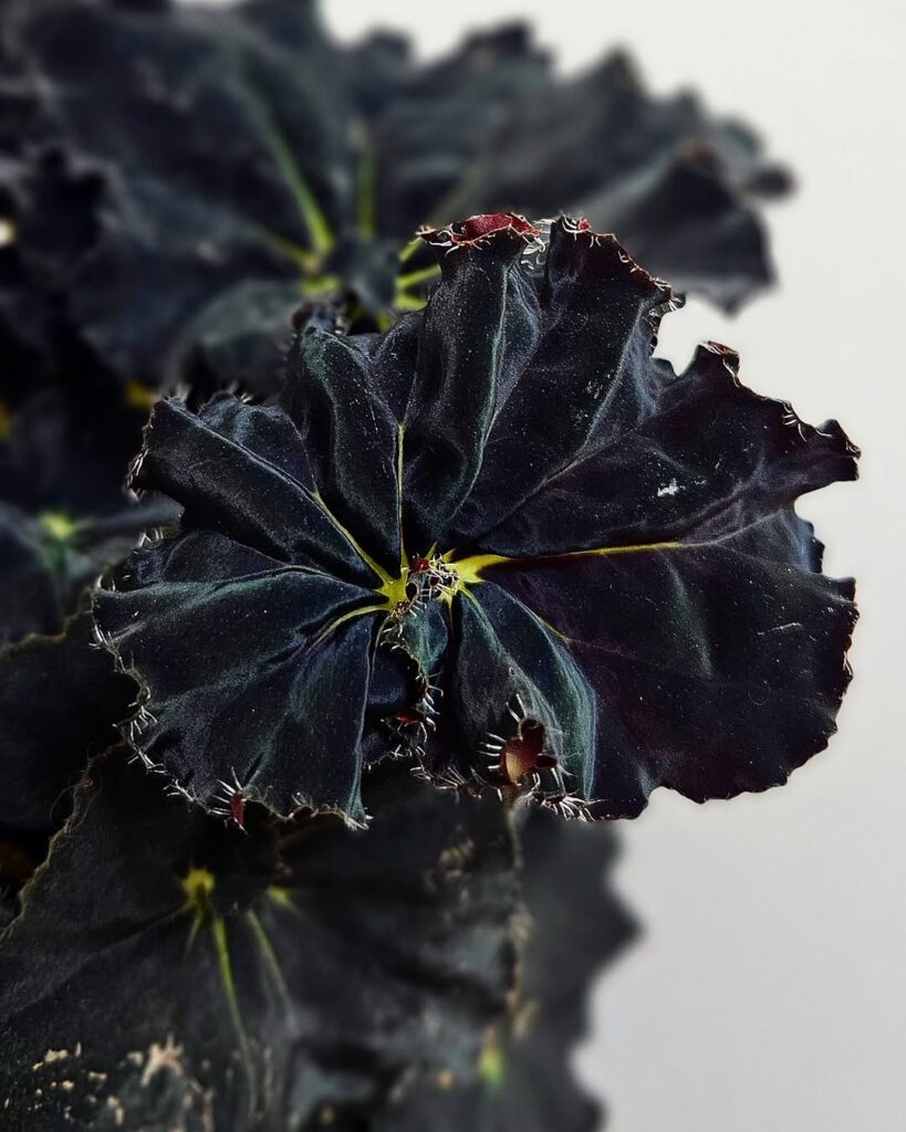 Begônia ‘Dark Mambo’: a planta de sombra que esbanja sofisticação com suas folhas quase negras