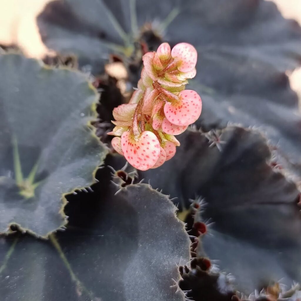 Begônia ‘Dark Mambo’: a planta de sombra que esbanja sofisticação com suas folhas quase negras