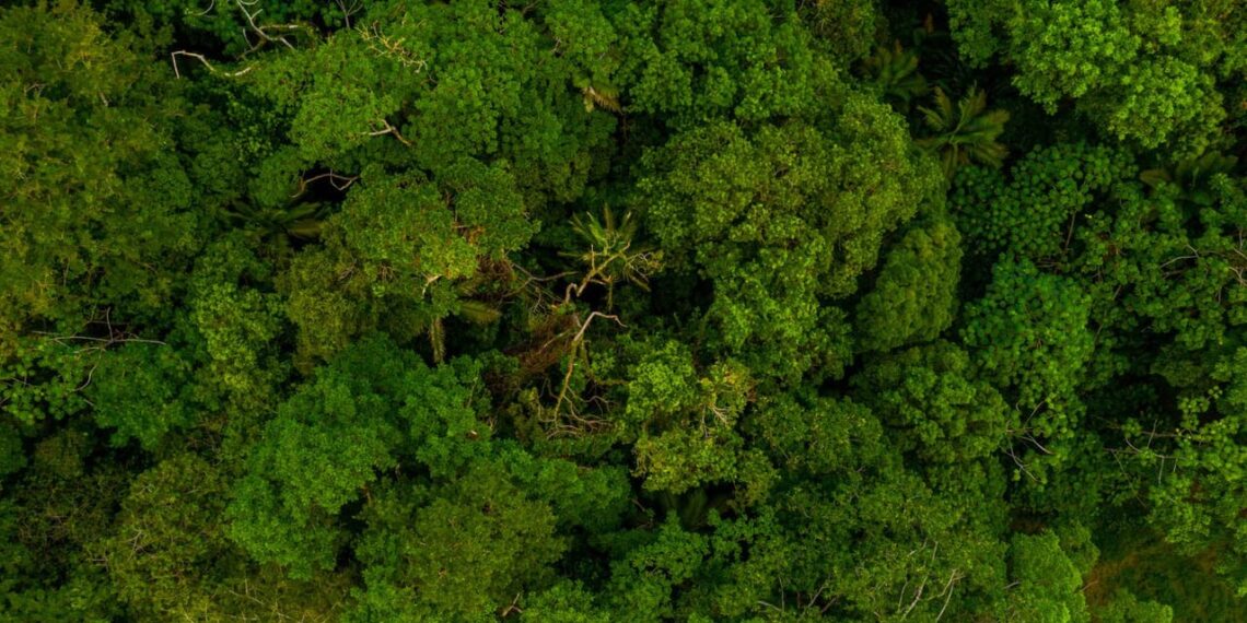 Brasil conquista protagonismo global em biodiversidade com atuação marcante do ICMBio