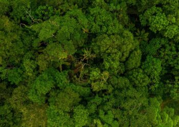 Brasil conquista protagonismo global em biodiversidade com atuação marcante do ICMBio