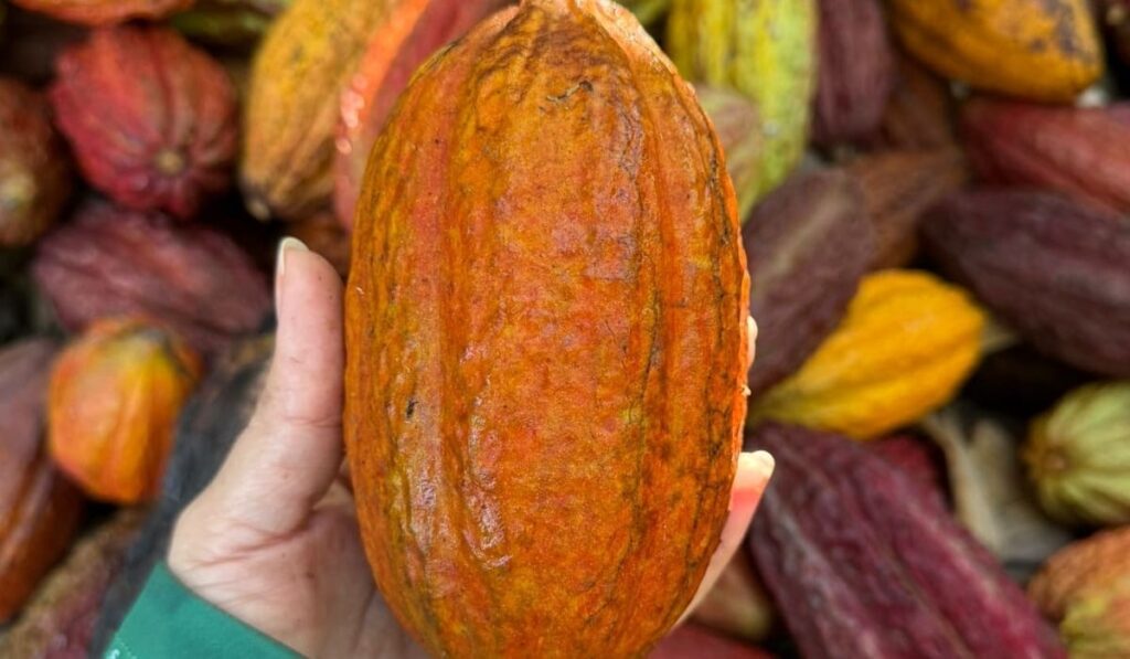 AIPC prevê retorno gradual das vendas de cacau ao mercado americano