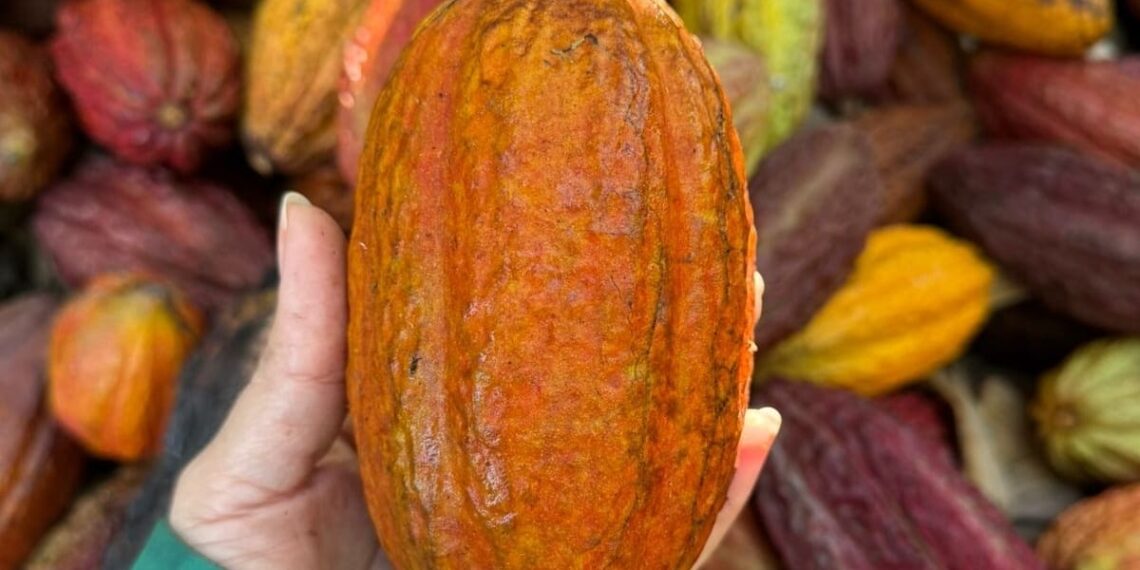 Cacau e bananeira no mesmo solo: Epamig inicia estudo inédito no semiárido de Minas
