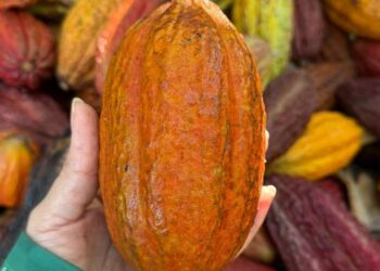 Cacau e bananeira no mesmo solo: Epamig inicia estudo inédito no semiárido de Minas