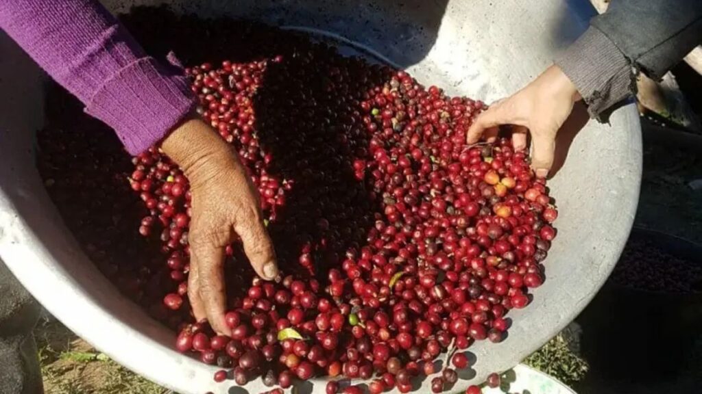 Café brasileiro conquista o mundo com identidade e sabor únicos