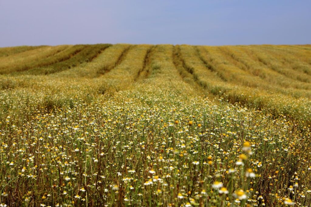 Paraná lidera produção nacional de camomila e movimenta R$ 15 milhões em 2024