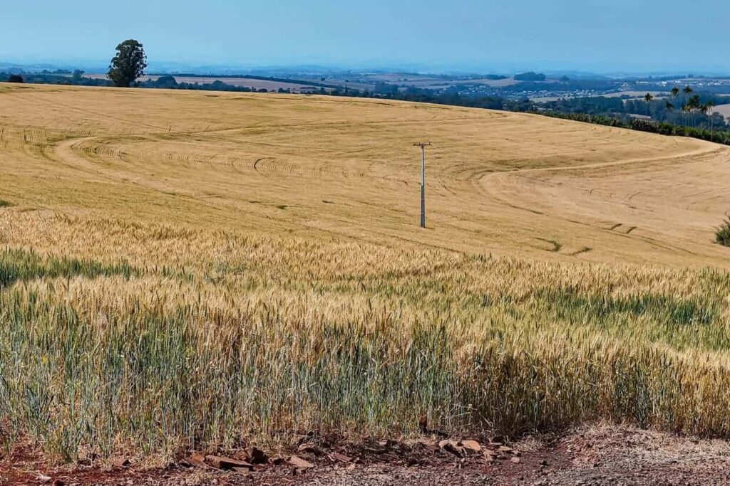 Paraná assume protagonismo nacional em recursos para agriculturSubtítulo: