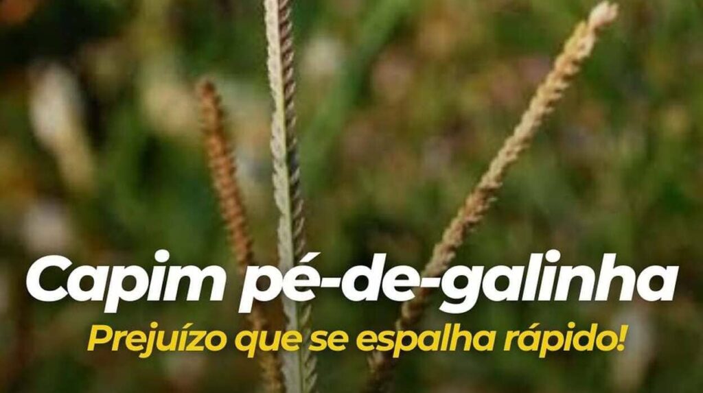 Capim-pé-de-galinha desafia lavouras de soja no Brasil