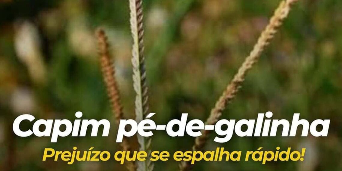 Imagem: cropinsumosagricolas