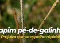 Imagem: cropinsumosagricolas