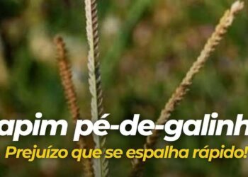 Imagem: cropinsumosagricolas