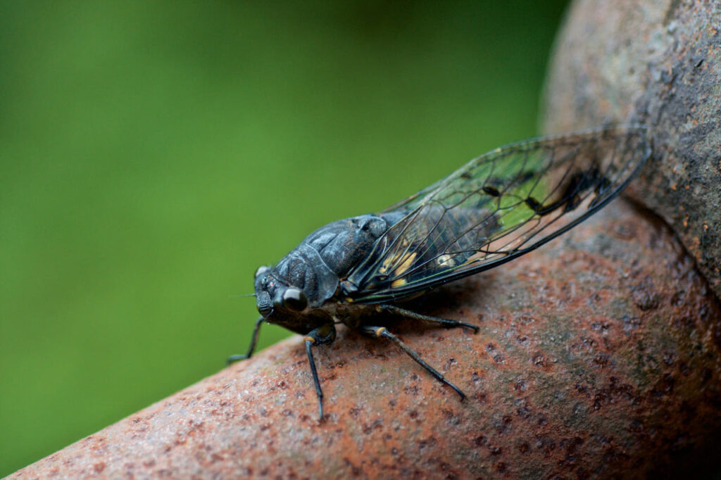 Por que as cigarras cantam? O que diz a ciência sobre esse fenômeno sonoro da natureza