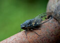Por que as cigarras cantam? O que diz a ciência sobre esse fenômeno sonoro da natureza