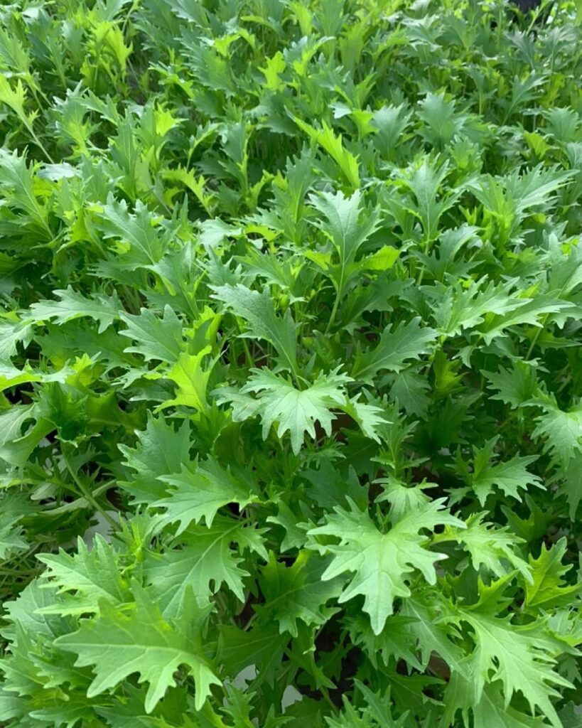 Couve diferente? Veja as 5 variedades favoritas de quem ama horta bonita e produtiva