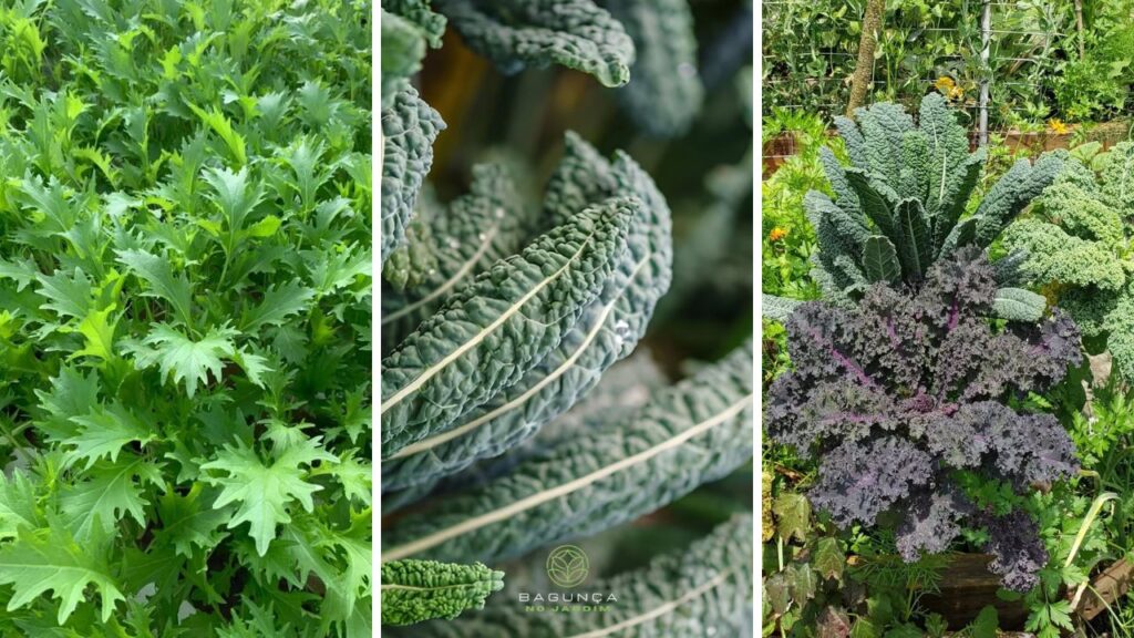 Couve diferente? Veja as 5 variedades favoritas de quem ama horta bonita e produtiva