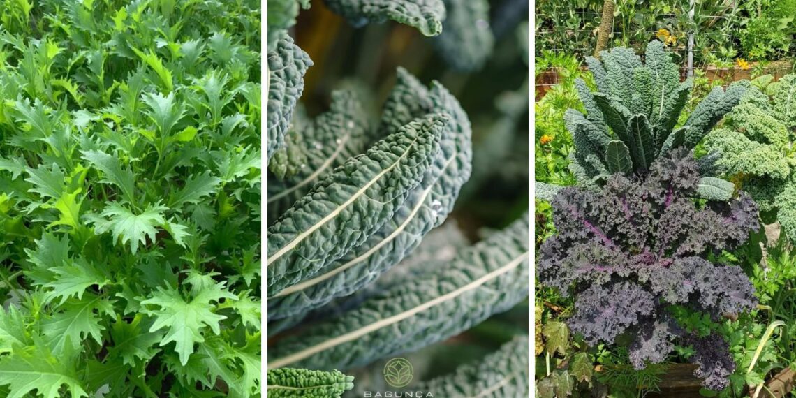 Couve diferente? Veja as 5 variedades favoritas de quem ama horta bonita e produtiva