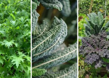 Couve diferente? Veja as 5 variedades favoritas de quem ama horta bonita e produtiva