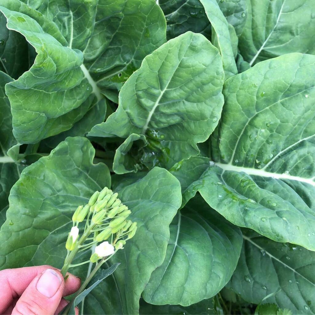 Couve diferente? Veja as 5 variedades favoritas de quem ama horta bonita e produtiva