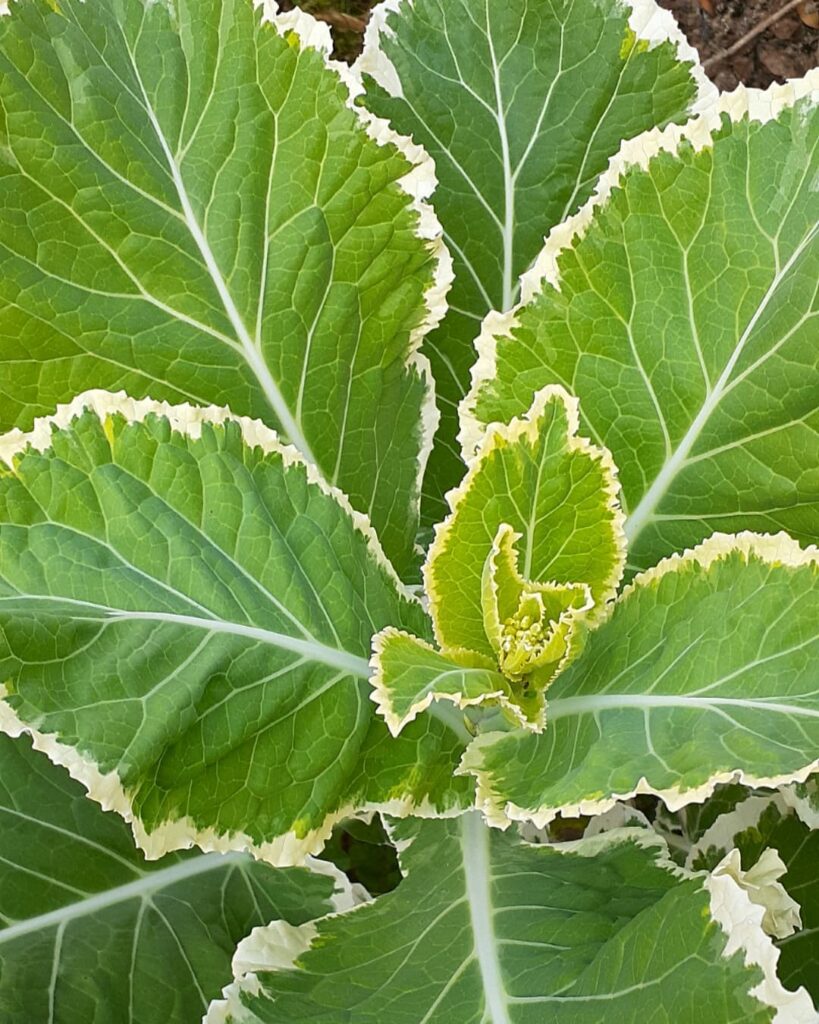 Couve diferente? Veja as 5 variedades favoritas de quem ama horta bonita e produtiva