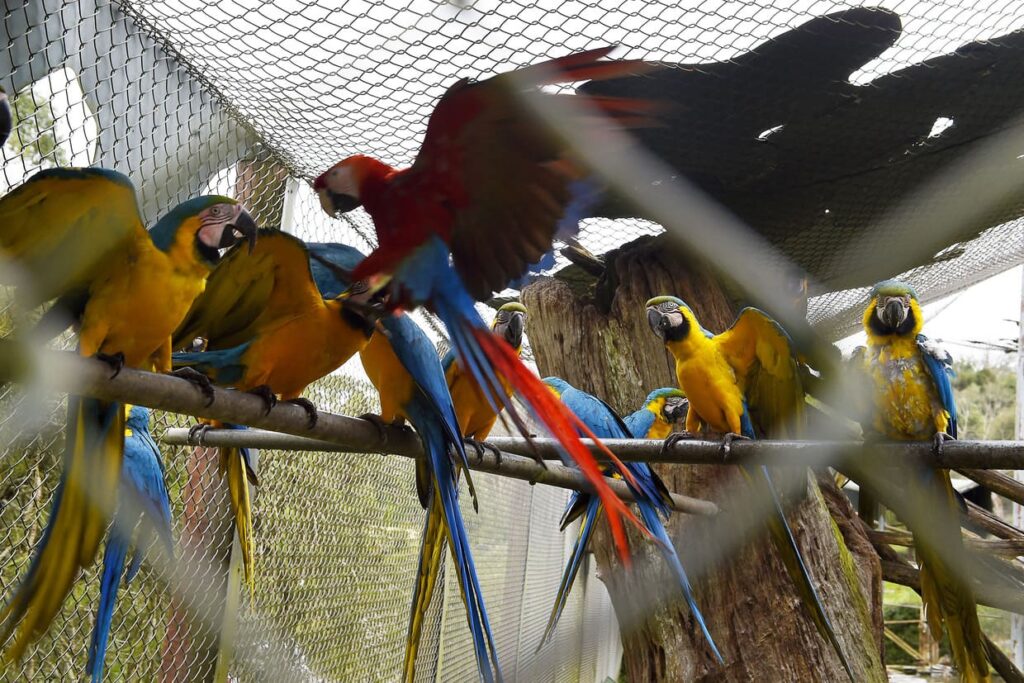 Guardião da natureza: ação no Parque das Aves sensibiliza o público sobre espécies ameaçadas