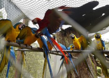 Foto: Denis Ferreira Netto/SEDEST-PR