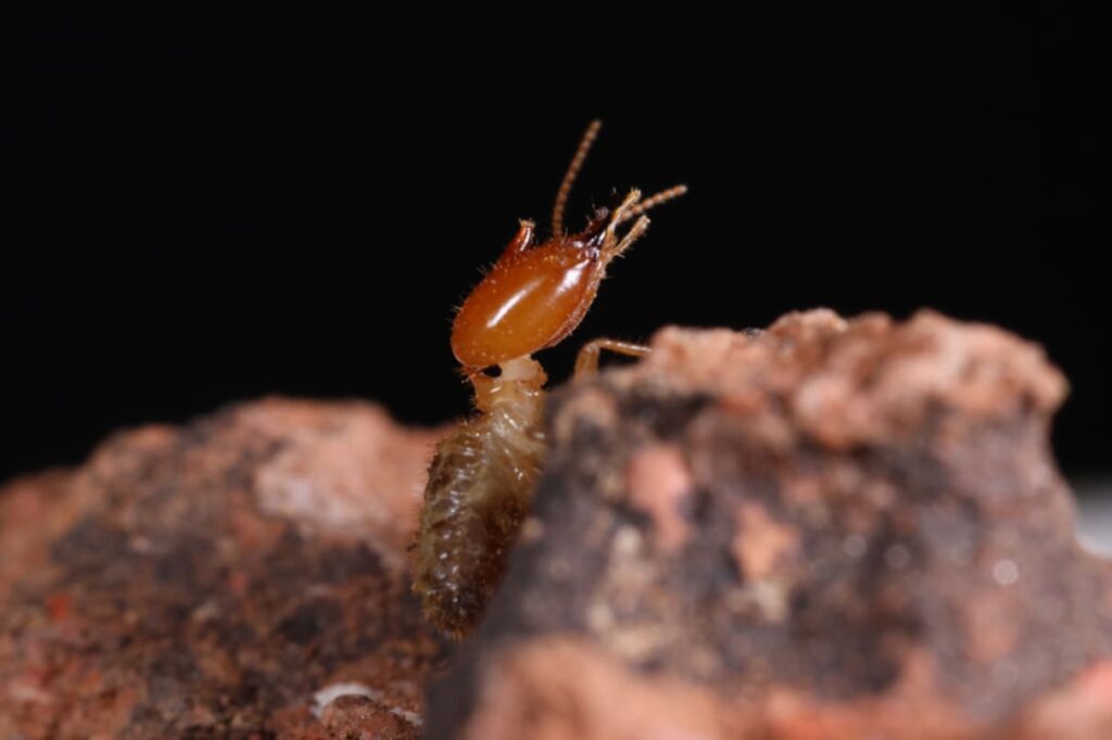 Obra inédita reúne maior compêndio sobre cupins da América do Sul já publicado