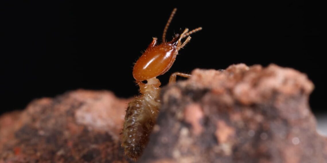 (Foto: Tiago Carrijo/CCNH-UFABC)