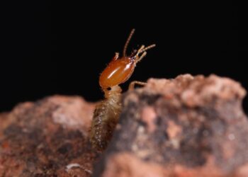 (Foto: Tiago Carrijo/CCNH-UFABC)