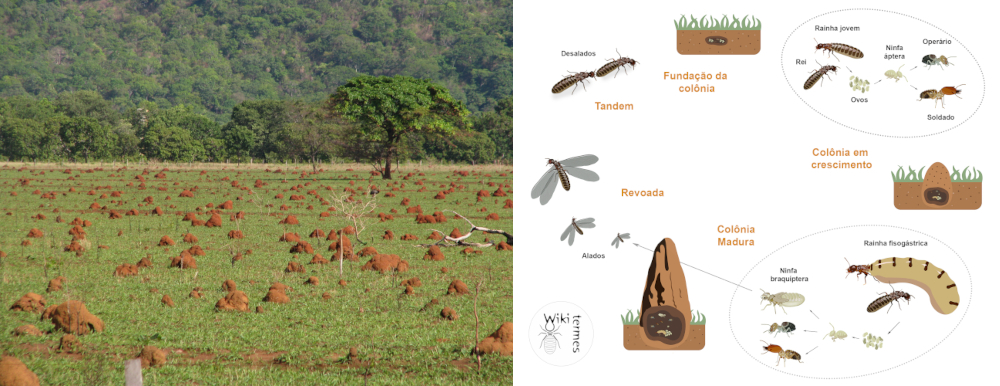 Obra inédita reúne maior compêndio sobre cupins da América do Sul já publicado