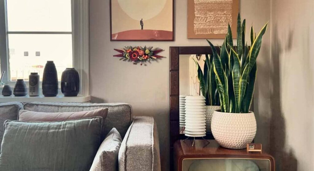 Espada-de-santa-bárbara: a planta que une proteção espiritual e beleza vibrante dentro de casa