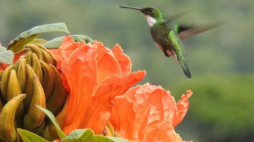 Espatódea: a flor encantadora que ameaça abelhas e desequilibra ecossistemas