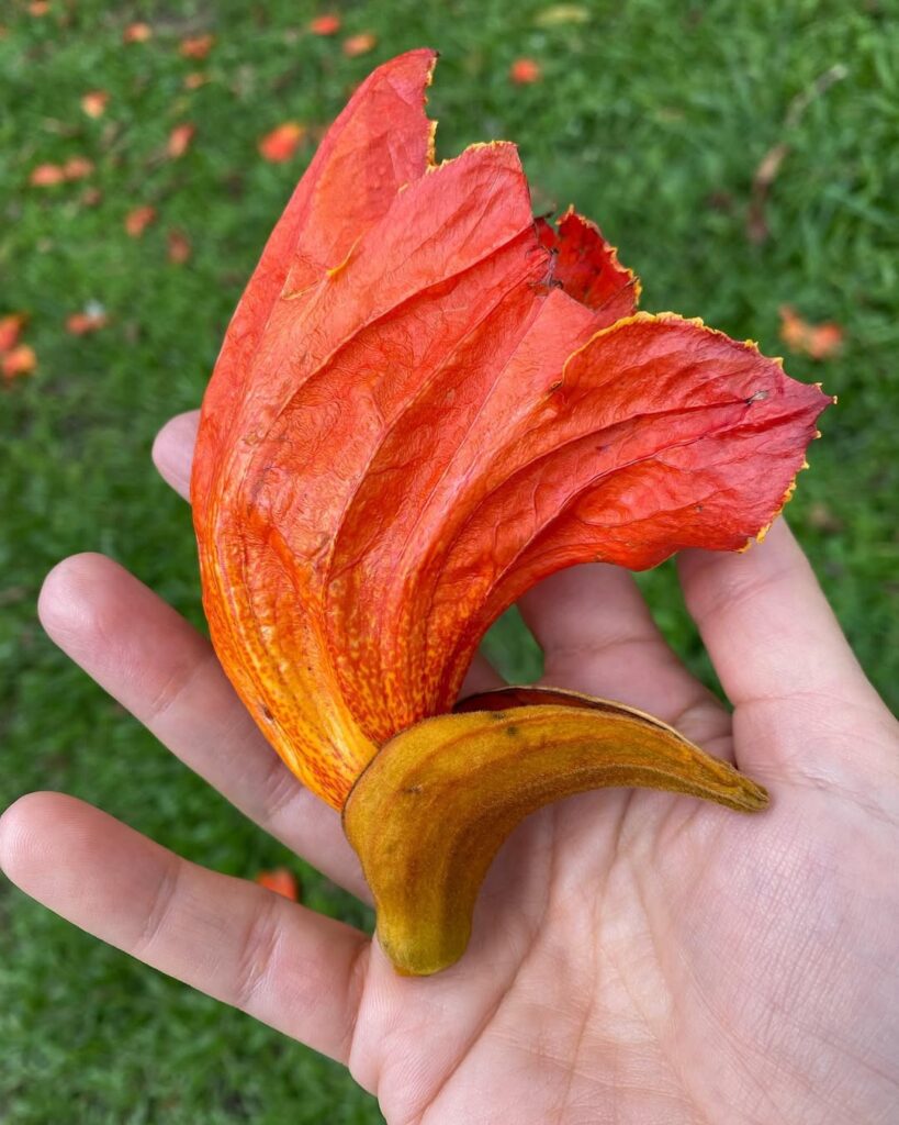 Espatódea: a flor encantadora que ameaça abelhas e desequilibra ecossistemas