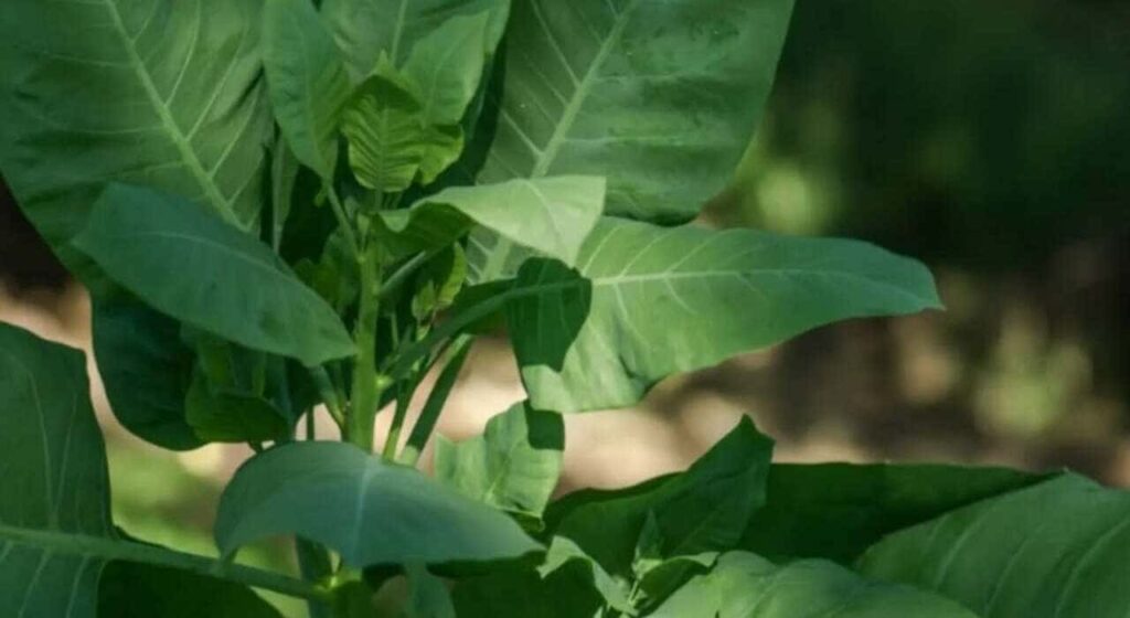 Fumo-bravo: a planta tóxica que cresce livremente nas cidades brasileiras