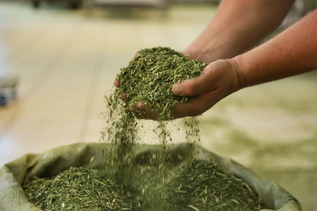 Paraná amplia domínio na produção de erva-mate e supera demais estados do Sul