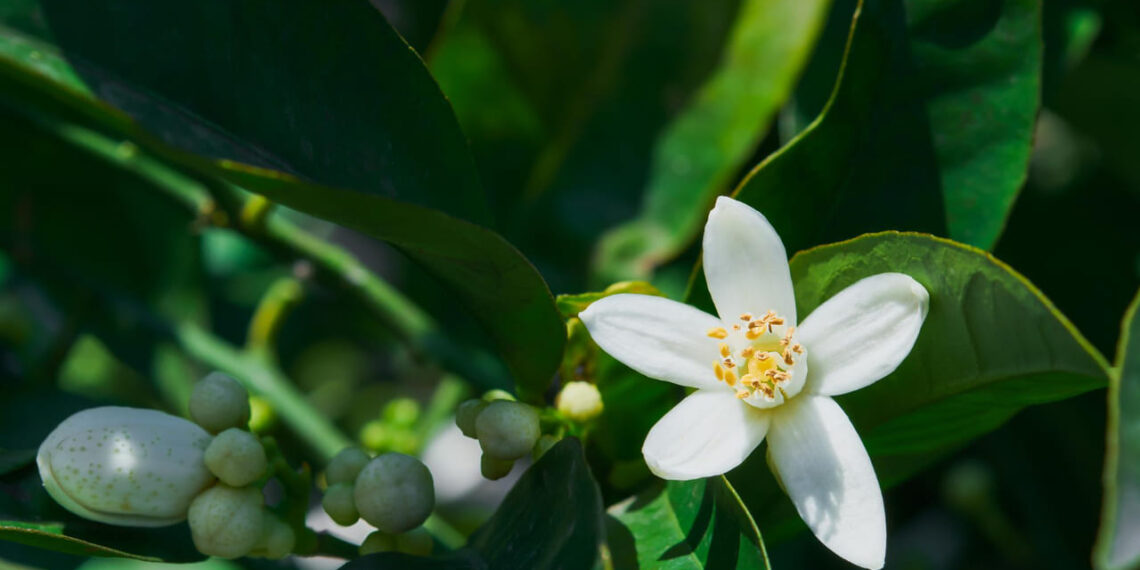 Primavera chuvosa anima cafeicultores e projeta safra promissora